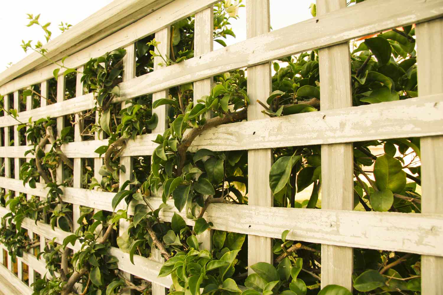 Garden trellis with climbing plants providing natural privacy