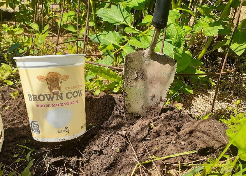 Insect trap in a backyard garden setting