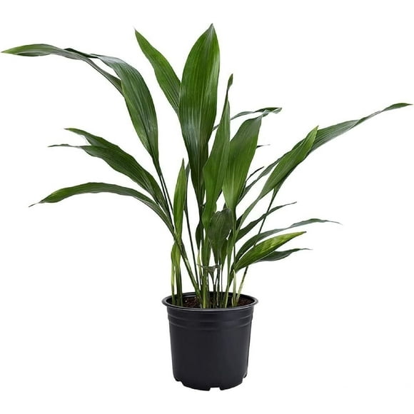 American Plant Exchange Citronella Mosquito Plant Live
