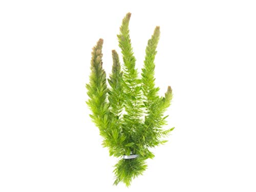Aquatic Arts Live Hornwort Ceratophyllum Demersum, 3 Bunches