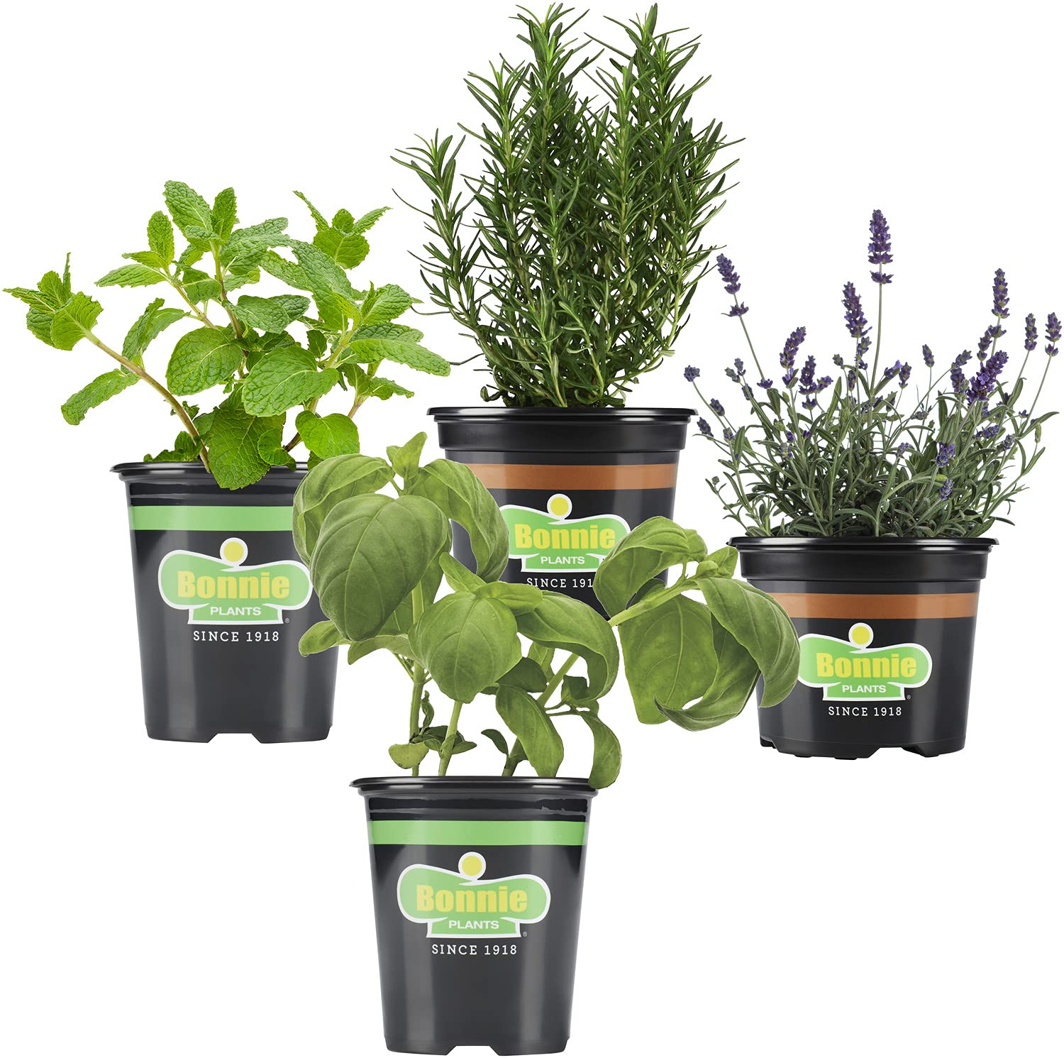 Bonnie Plants 4P6000 Lavender Live Herb Plant