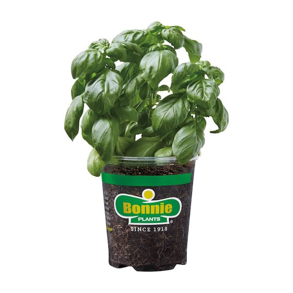 Bonnie Plants Genovese Basil Live Herb Plant