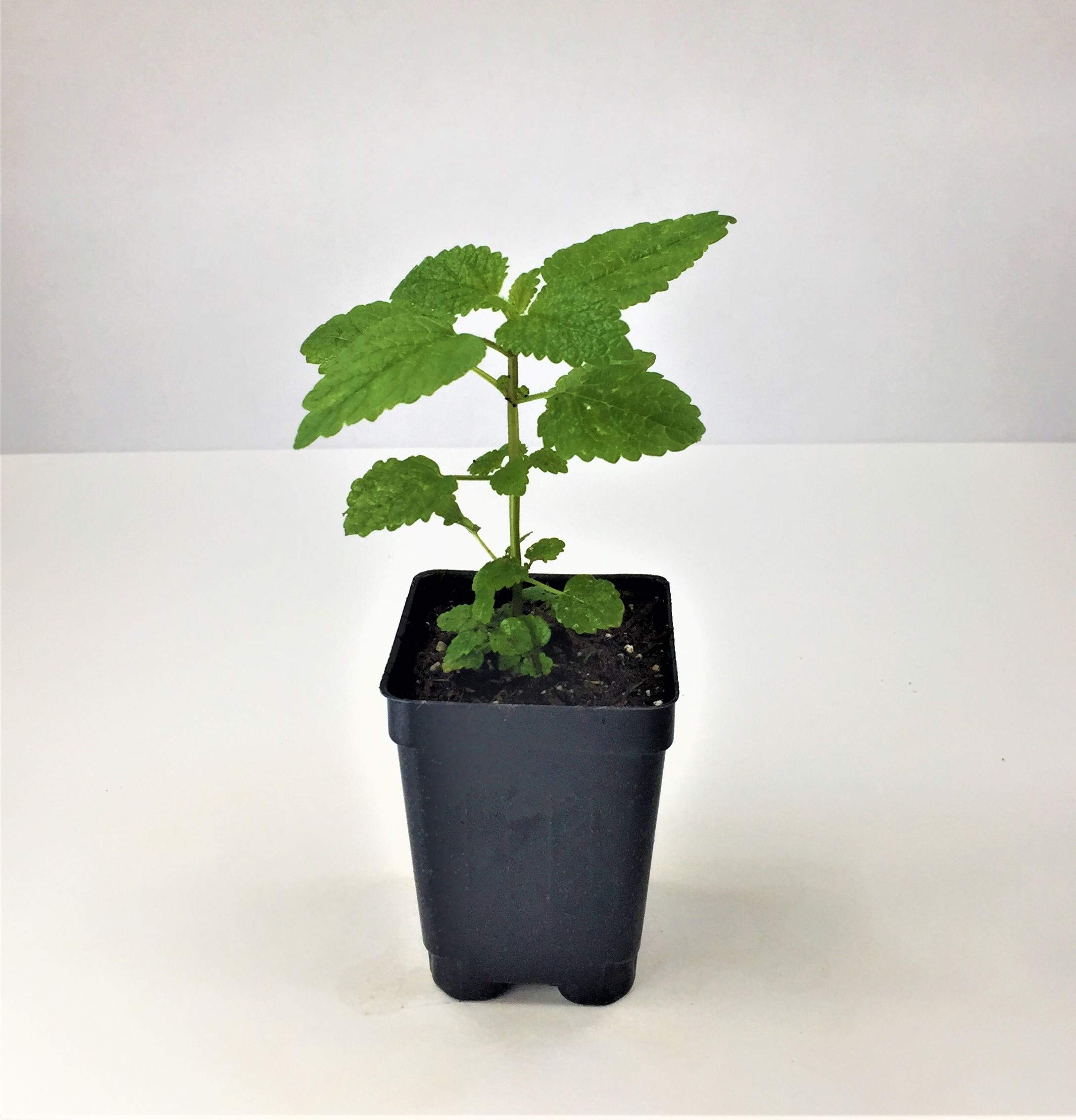 Bonnie Plants Lemon Balm Live Herb Plant