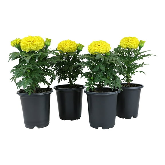 Burpee French Marigold 'Janie' Live Plant 4-Pack
