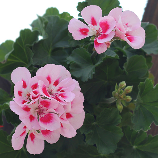 Costa Farms Citronella 'Citrosa' Geranium Plant