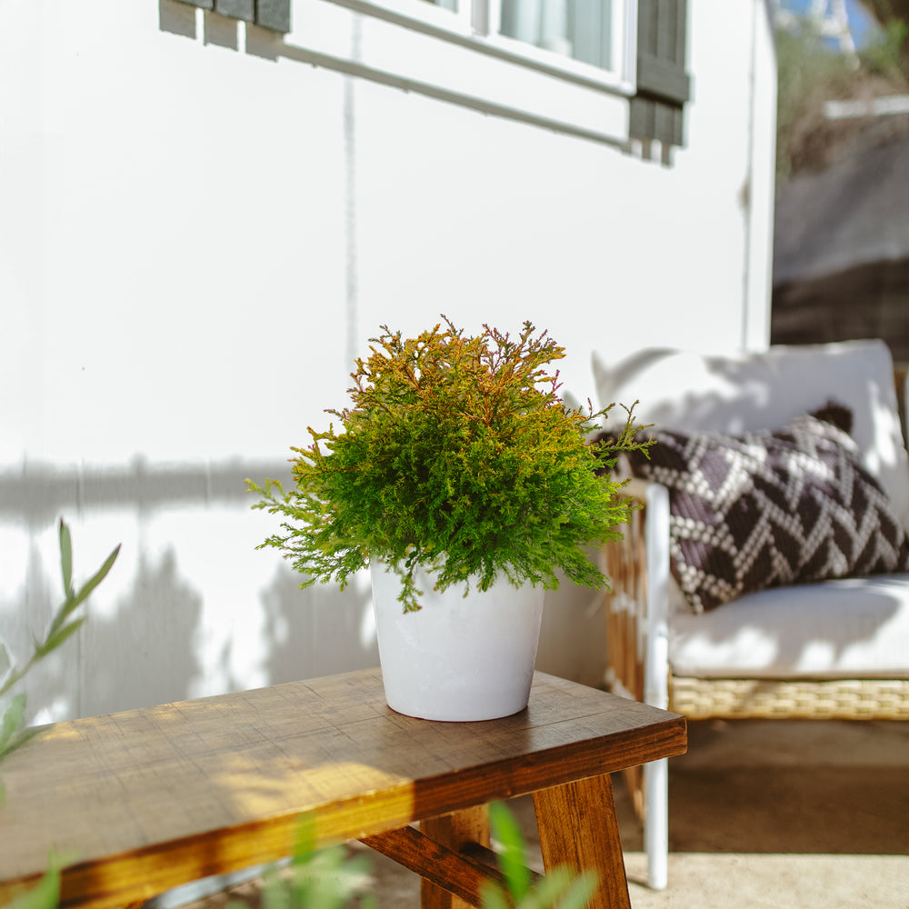 Best Outdoor Plant Stands for Patios and Porches