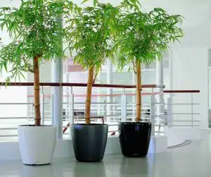 Lechuza Classico LS 21 Self-Watering Planter